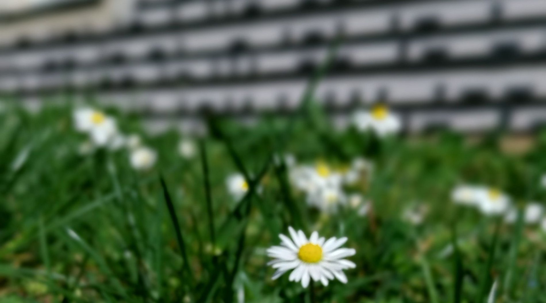Das Bild zeigt eine kleine Gänseblümchenwiese vor der Geschäftsstelle der Diakonie Dresden.