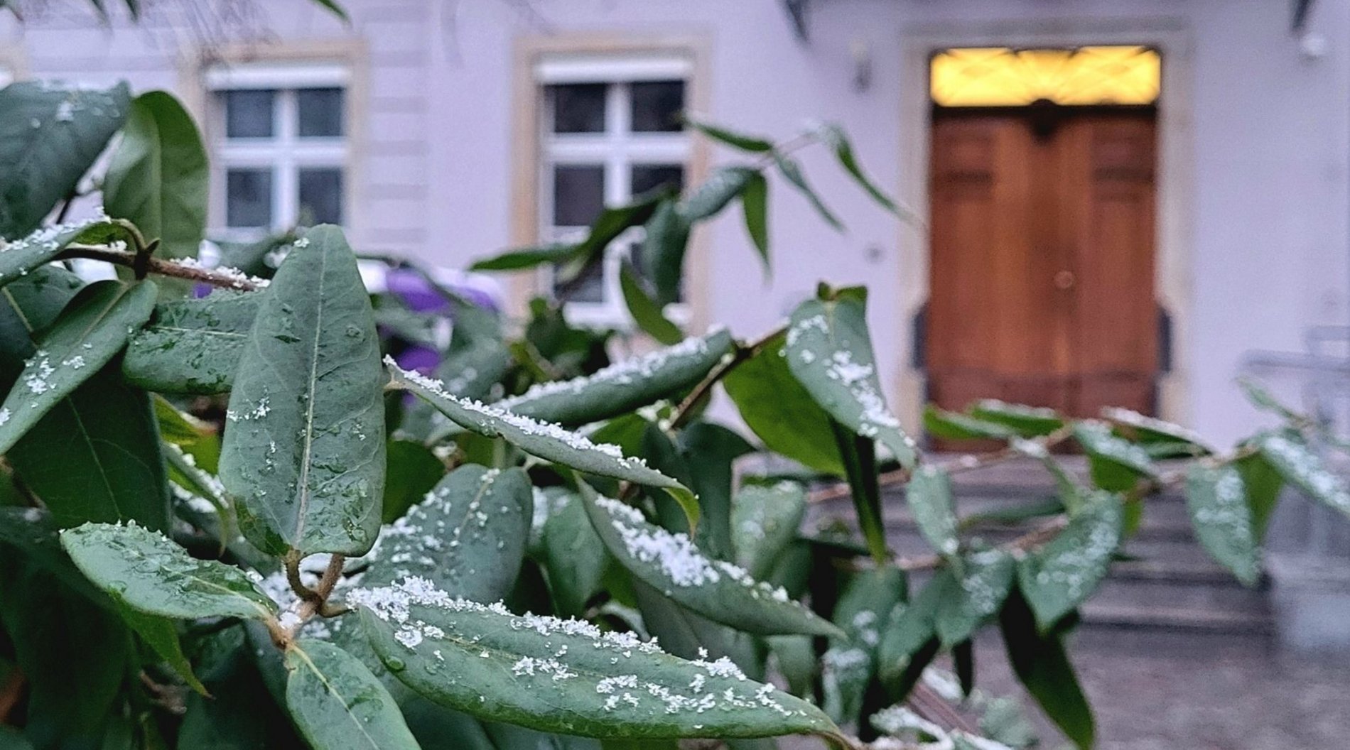 Das Bild zeigt den Hof der Geschäftsstelle der Diakonie Dresden im Winter. Im Vordergrund sind die Blätter eines Baumes zu sehen, auf den ein wenig Schnee liegt. Im Hintergrund ist die Eingangstür zur Geschäftsstelle zu erkennen.