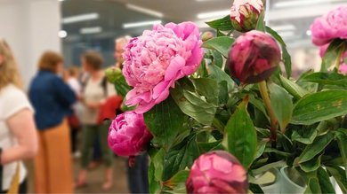 Das Bild zeigt Pfingsrosen. Im Hintergrund stehen Menschen, die miteinander sprechen. 