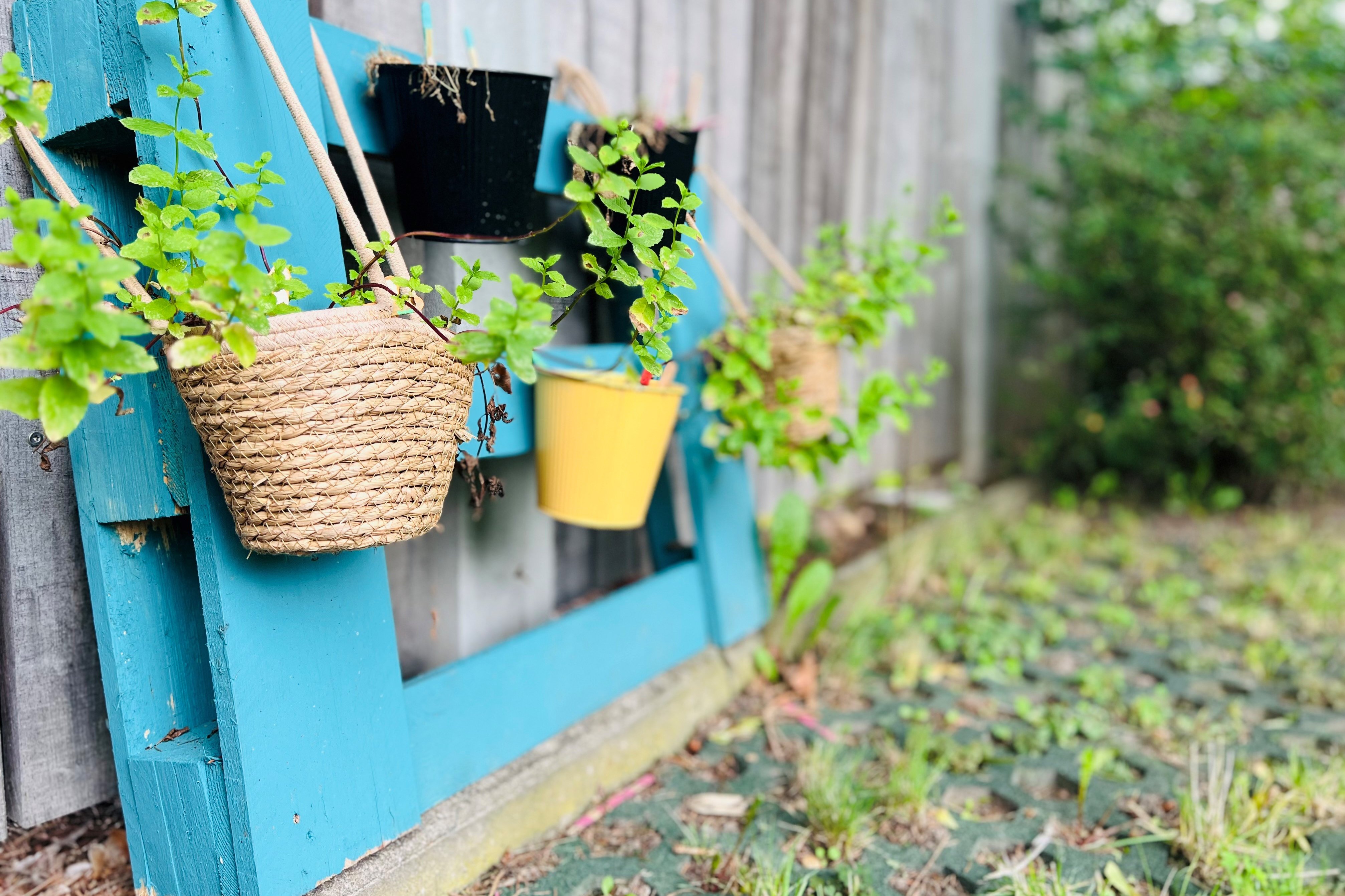 Garten in unserem Haus KOLOMBO