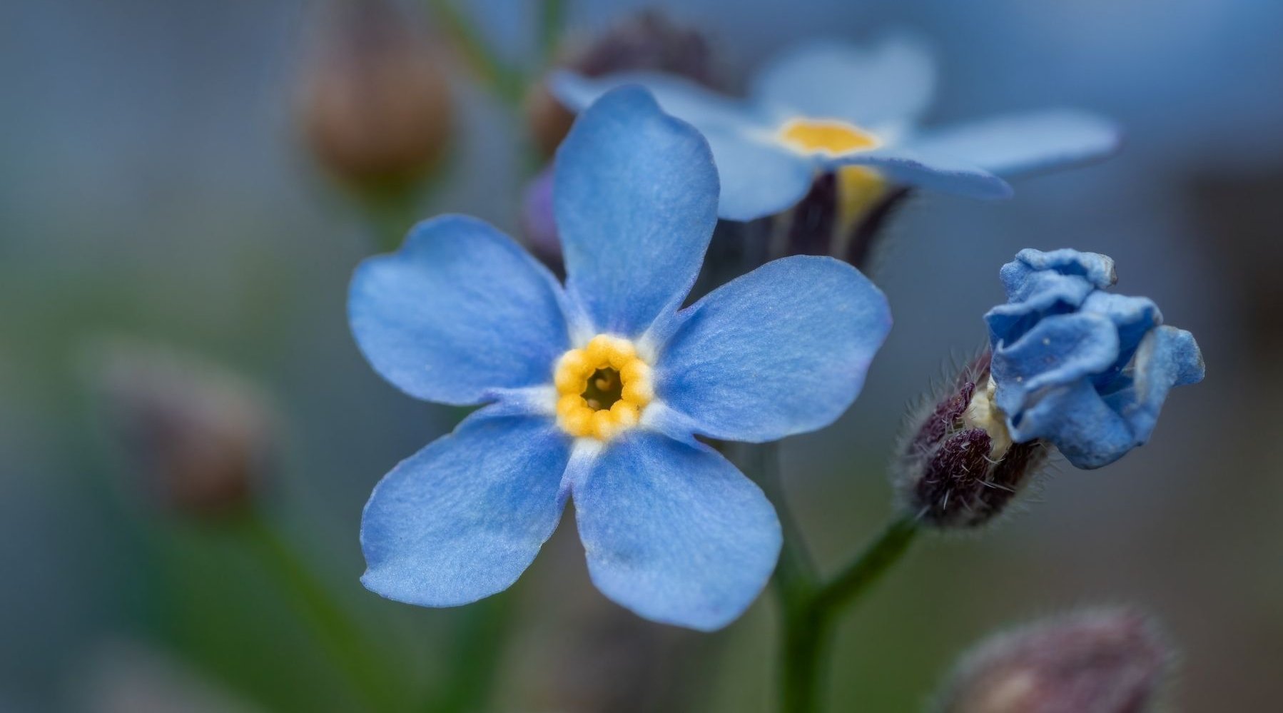 Dieses Bild zeigt leuchtend blaue Vergissmeinnicht-Blüten.