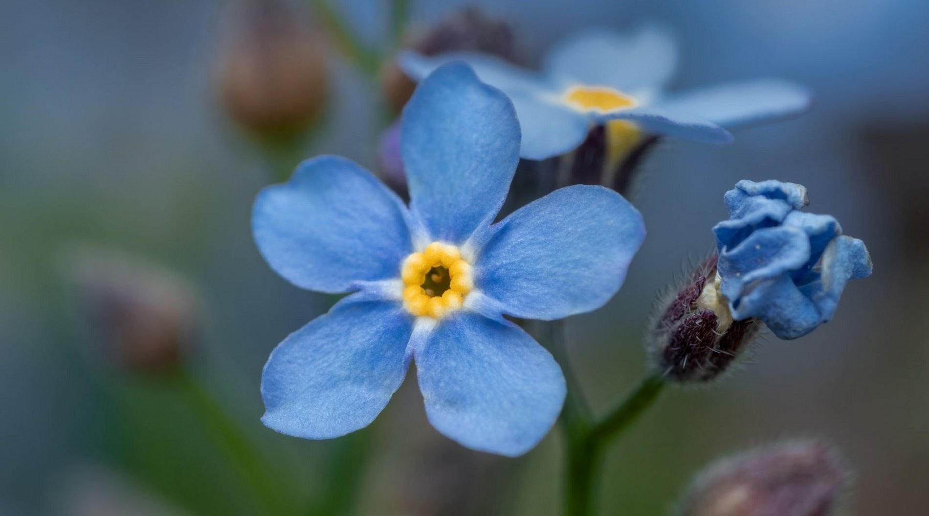 Dieses Bild zeigt leuchtend blaue Vergissmeinnicht-Blüten.