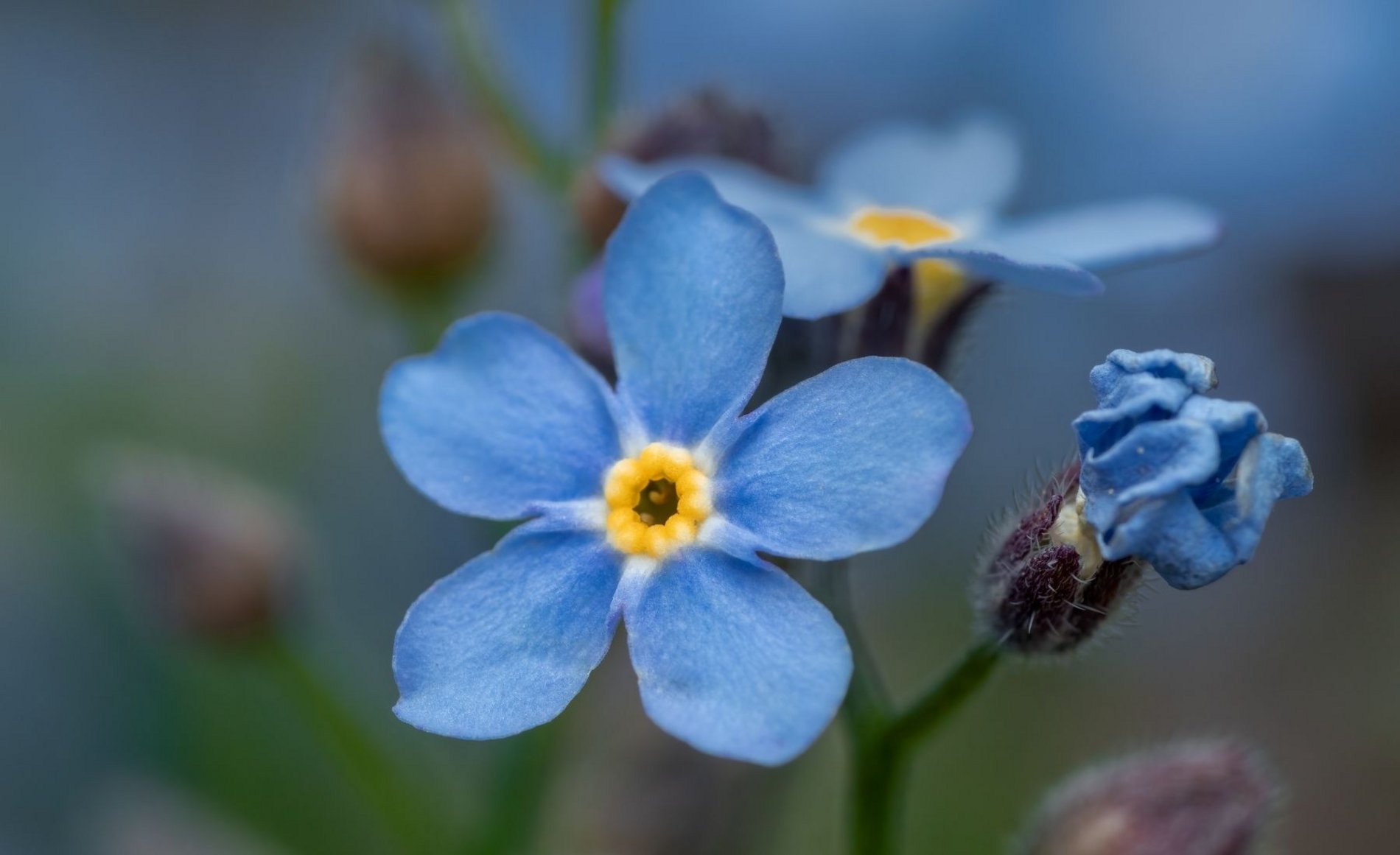 Dieses Bild zeigt leuchtend blaue Vergissmeinnicht-Blüten.